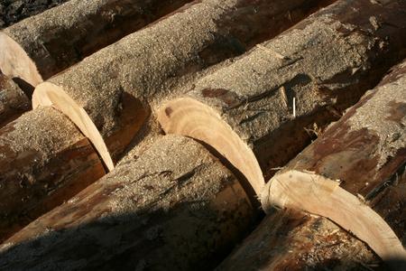 塞罕坝林场木材,木料 (用于建筑或制作物品的)树木 用材林,林场 素质